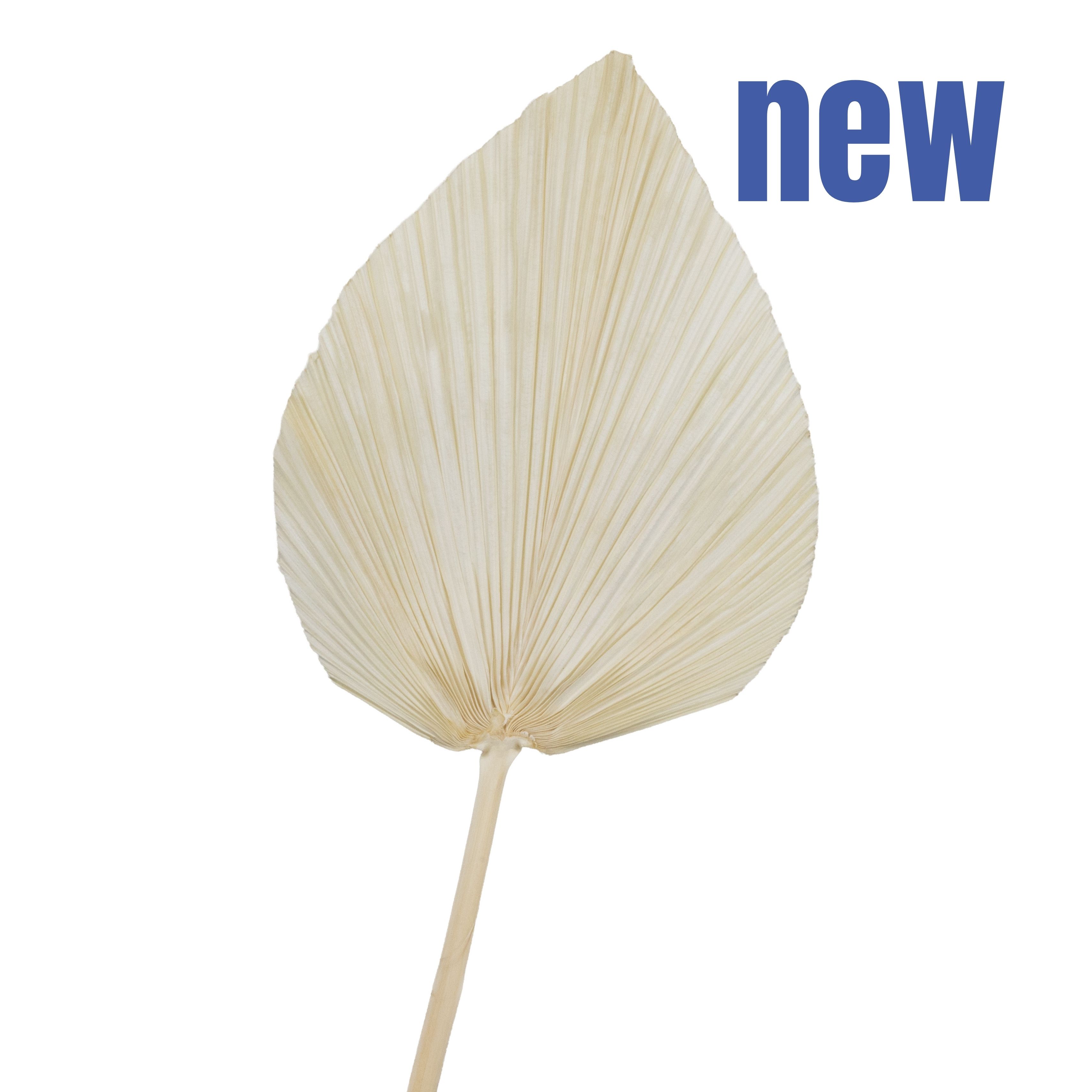 Palm Leaf